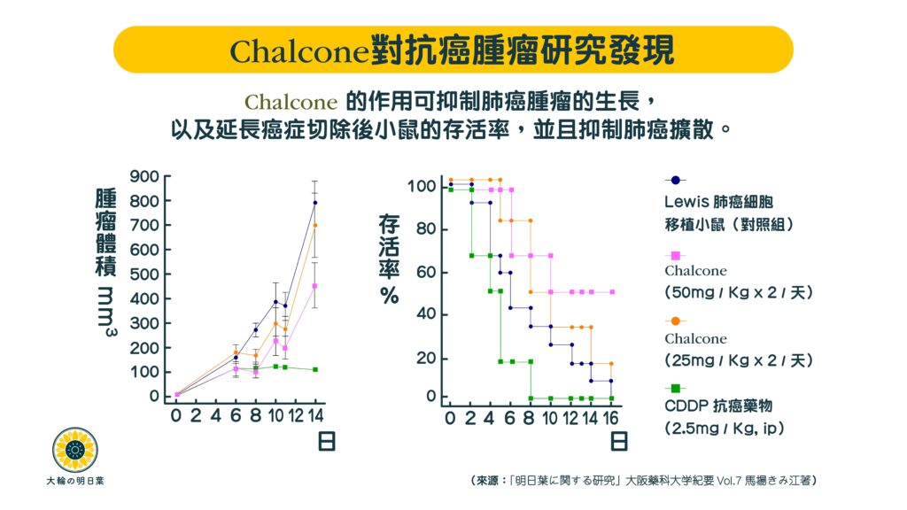 香港大輪明日葉日本大阪大學癌症，癌病，患癌，癌前細胞病變，癌症自然療法研究實證，癌病頑疾化療康復必食