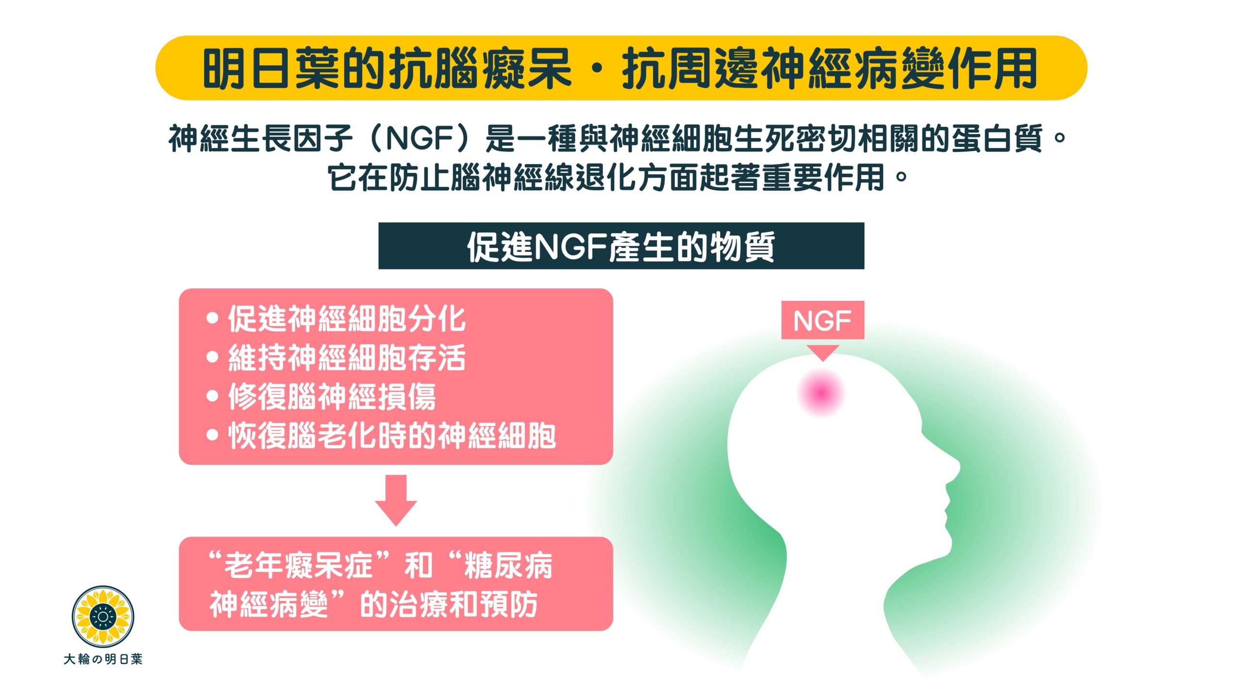 香港大輪明日葉經過大學研究，證實明日葉減低腦癡呆、預防老人痴呆症、認知障礙症，預防腦退化、恢復老化神經、抵抗神經病變，是老人痴呆自然療法和食療，促進神經生長因子