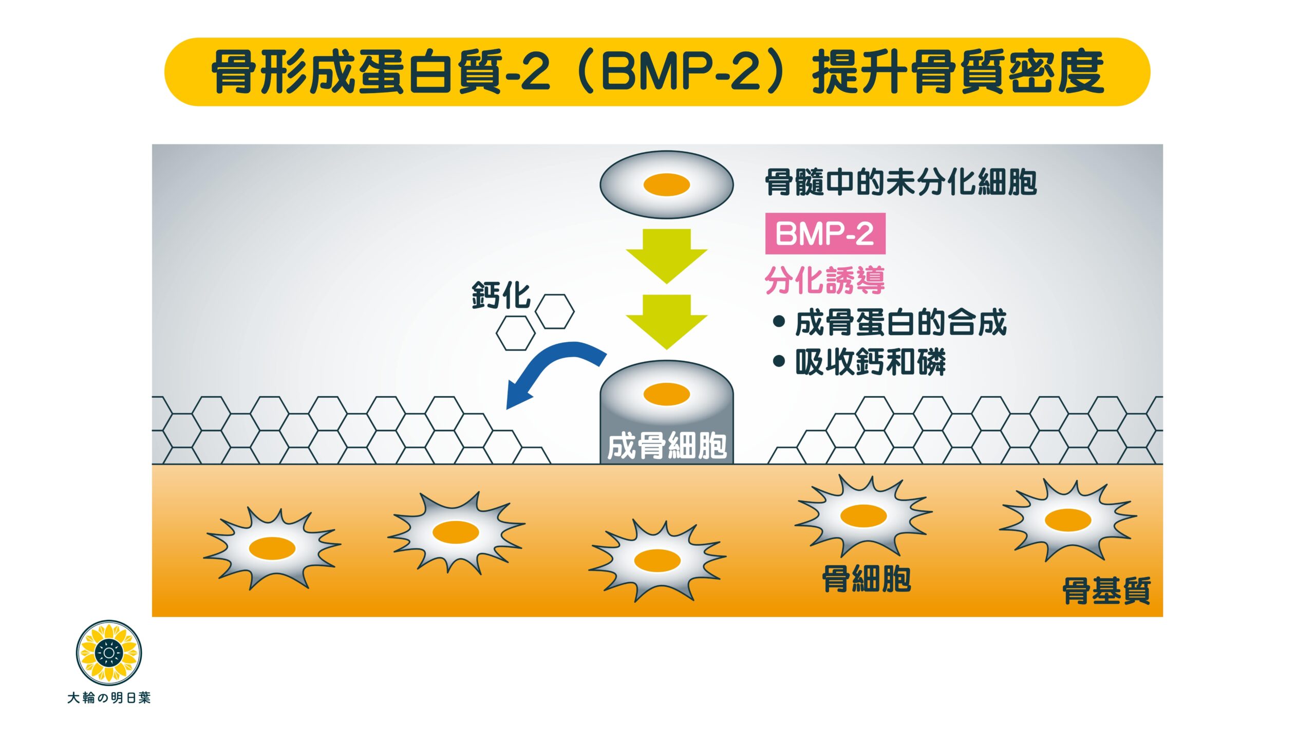 香港大輪明日葉的大阪藥科大學研究，證實食明日葉能提升骨質密度、補骨、生骨、長骨、預防骨質疏鬆、緩減年老的骨質流失