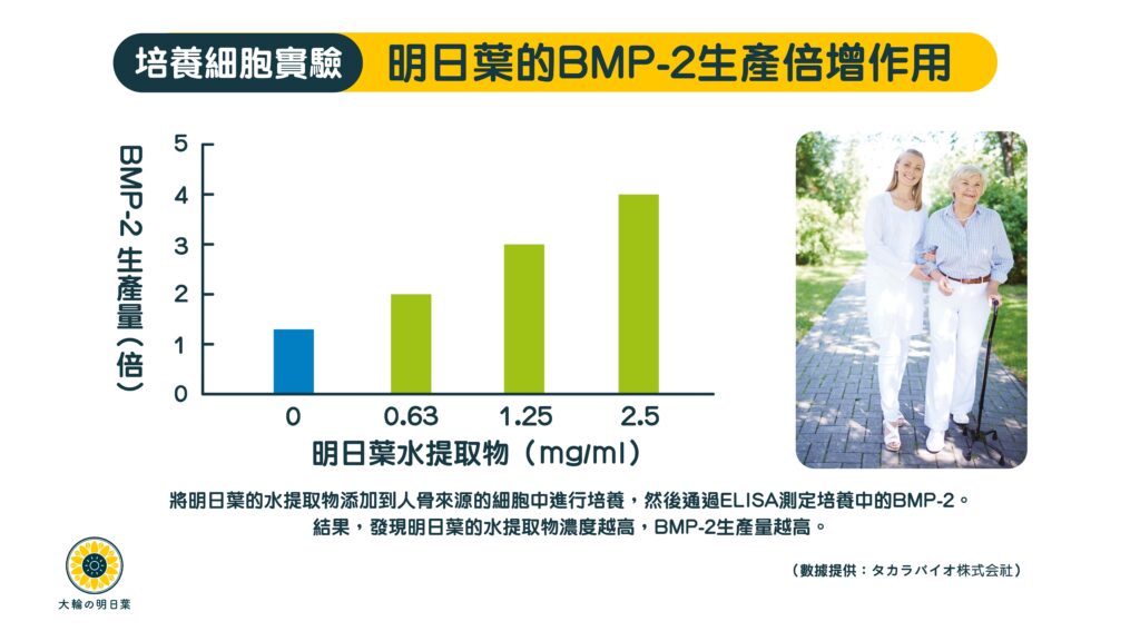 香港大輪明日葉的大阪藥科大學研究，證實食明日葉能提升骨質密度、補骨、生骨、長骨、預防骨質疏鬆、緩減年老的骨質流失